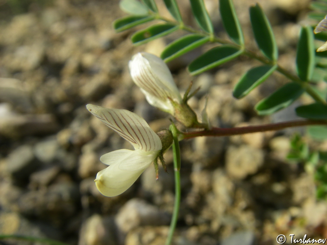 Image of Astragalus guttatus specimen.