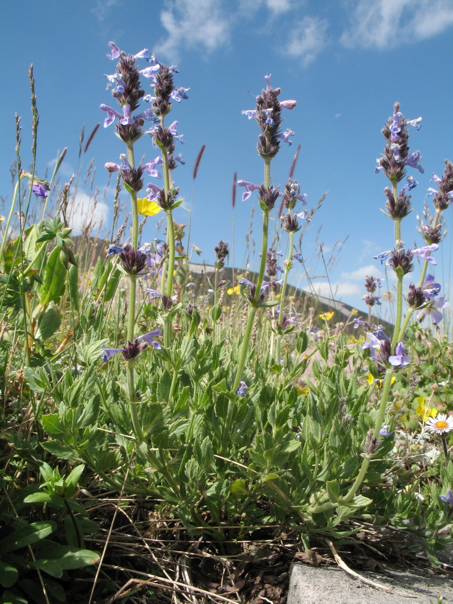 Image of Nepeta mariae specimen.