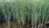 Typha angustifolia. Плодоносящие растения. Удмуртия, г. Ижевск, Октябрьский р-н, Ижевский пруд. 14.08.2017.