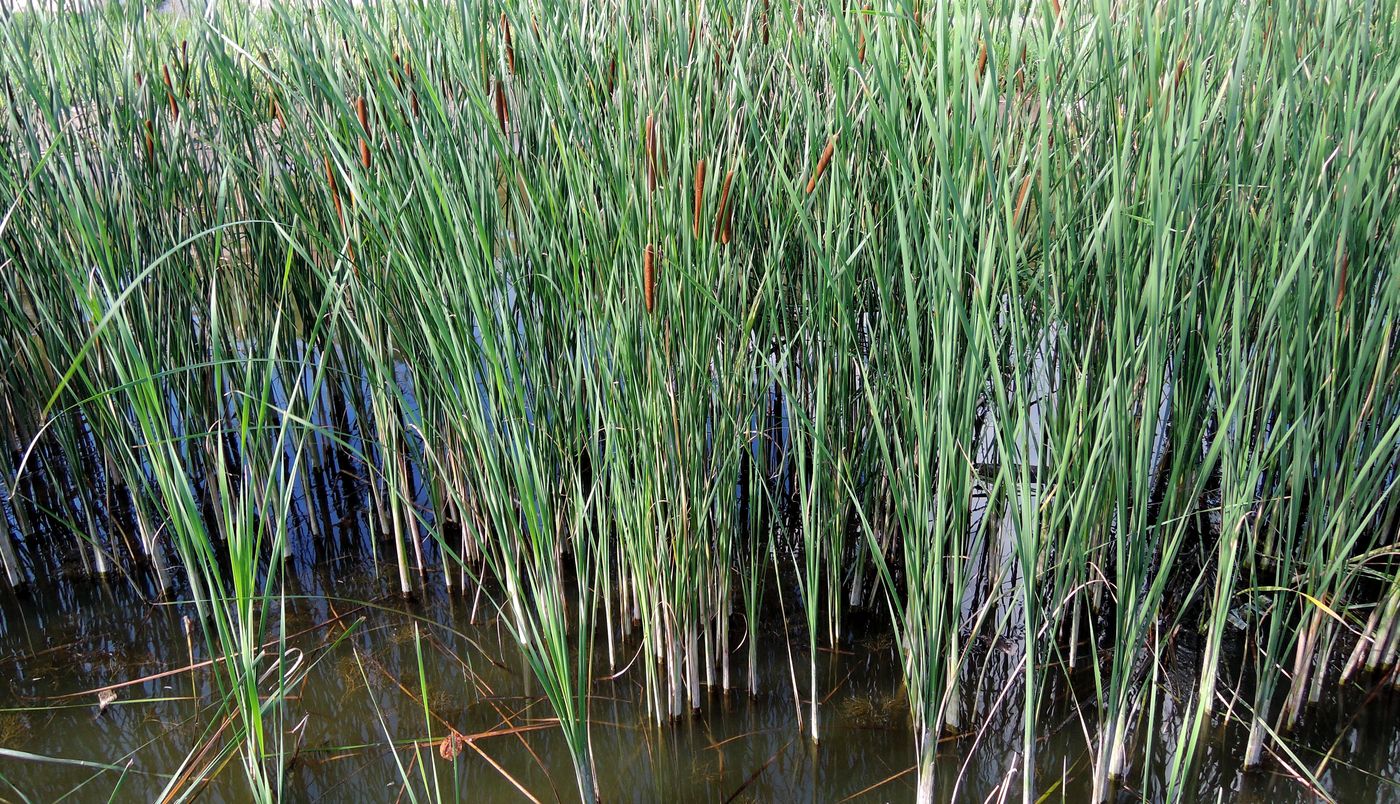 Изображение особи Typha angustifolia.