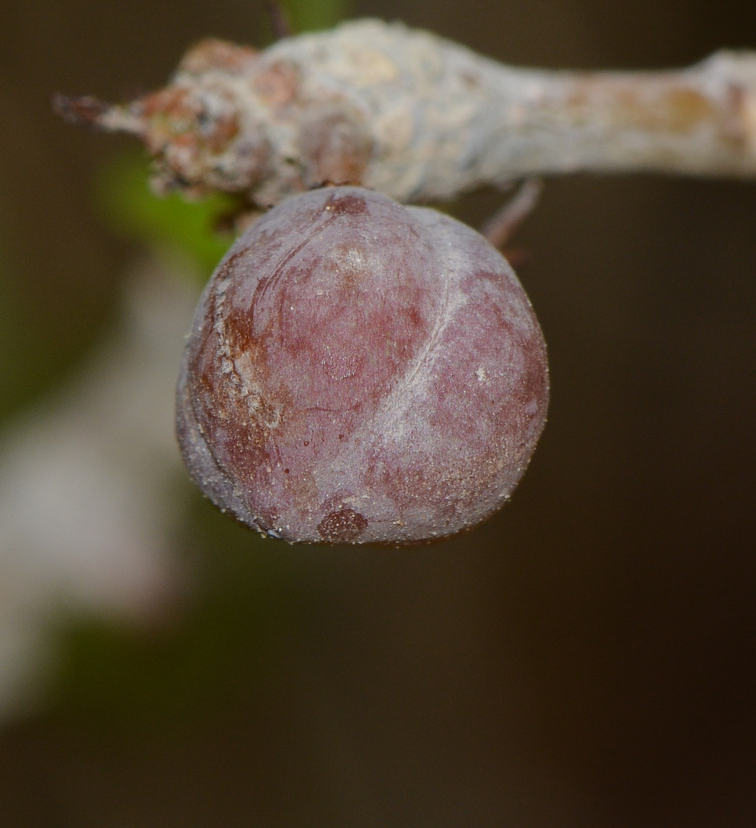 Image of Commiphora gileadensis specimen.