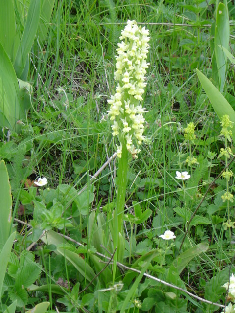 Изображение особи Dactylorhiza romana ssp. georgica.