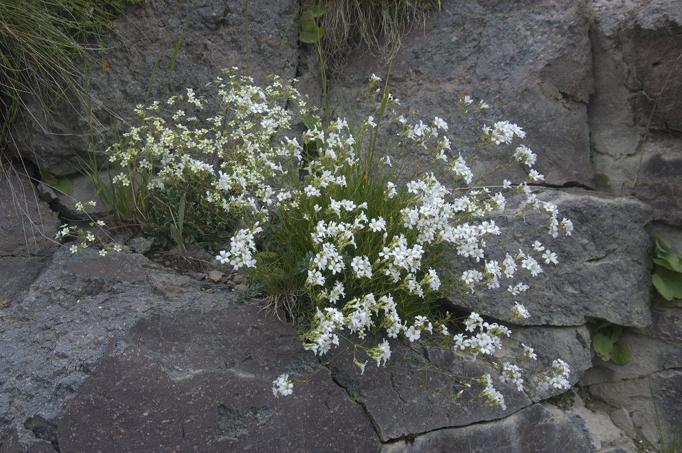 Image of Minuartia circassica specimen.