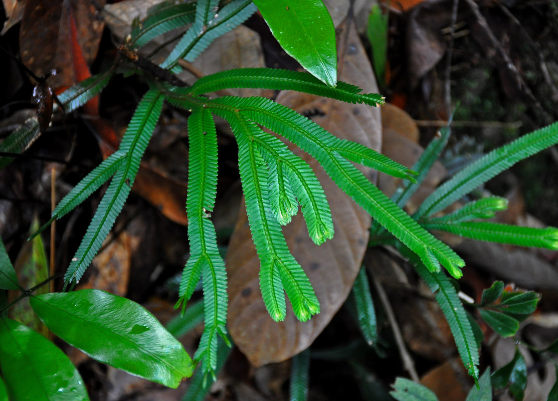 Image of Selaginella intermedia specimen.