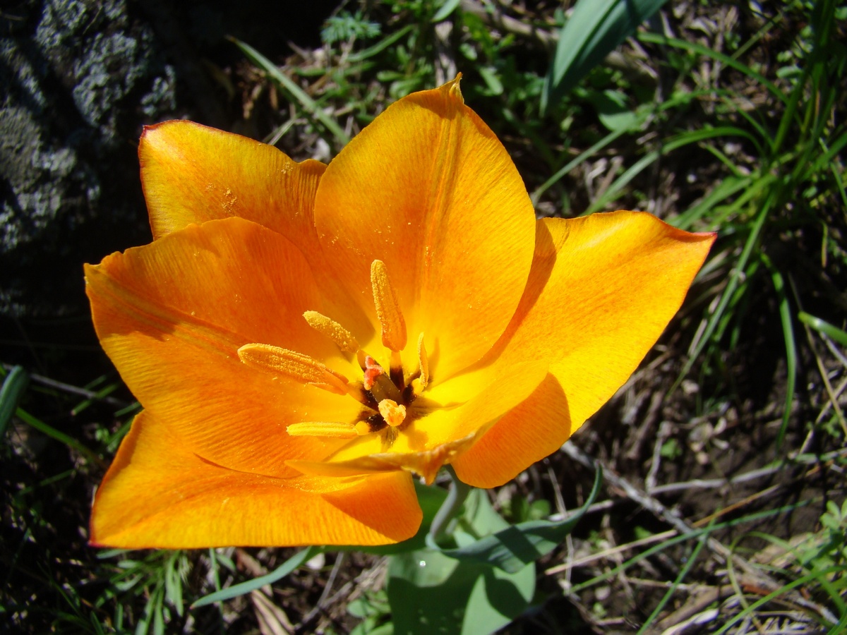 Image of Tulipa zenaidae specimen.