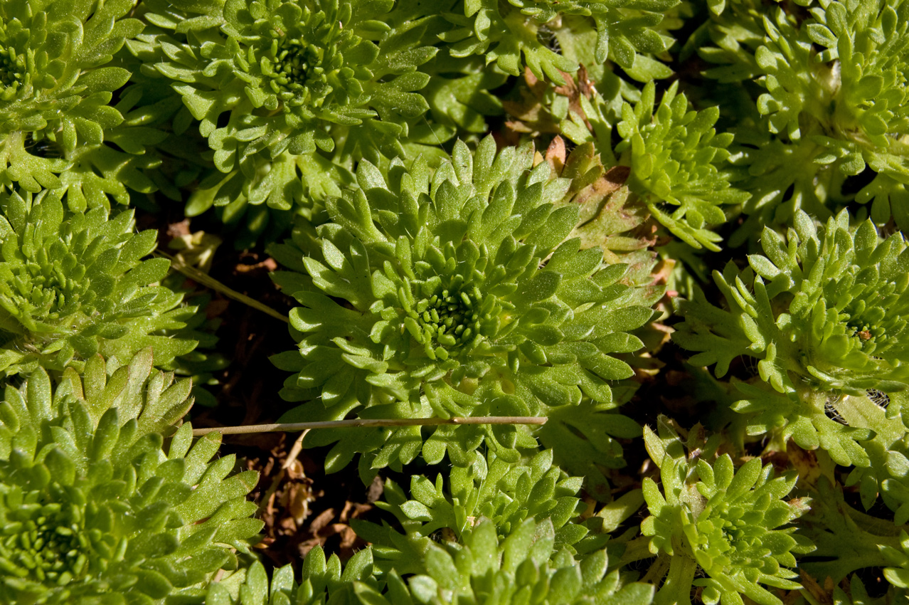 Image of Saxifraga &times; arendsii specimen.