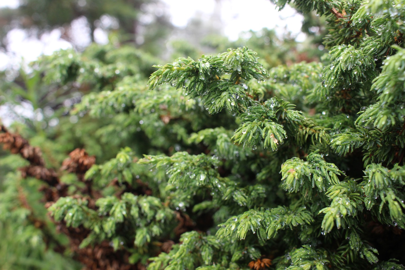 Можжевельник ( Juniperus sibirica