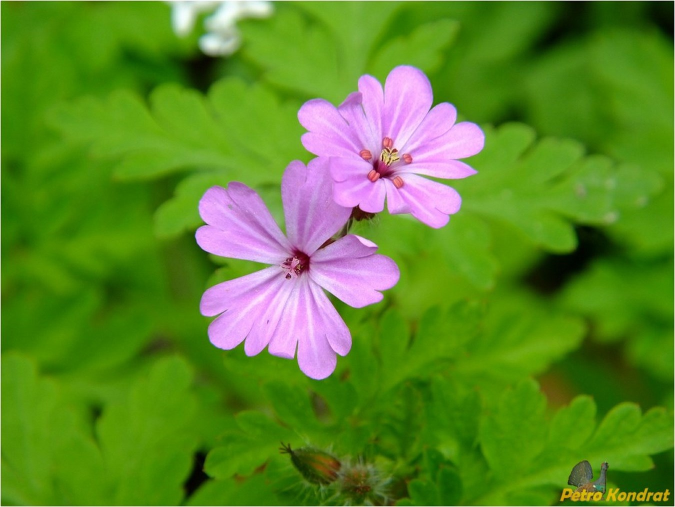 Image of Geranium robertianum specimen.