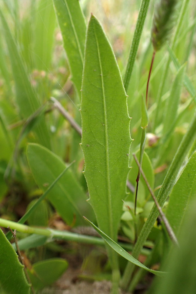 Image of Tolpis barbata specimen.