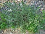 Artemisia campestris. Вегетирующее растение. Чувашия, окр. г. Шумерля, ст. Кумашка, ж.-д. насыпь. 1 июня 2010 г.