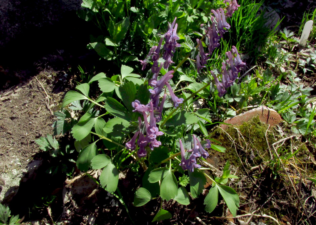 Изображение особи Corydalis lacrimuli-cuculi.