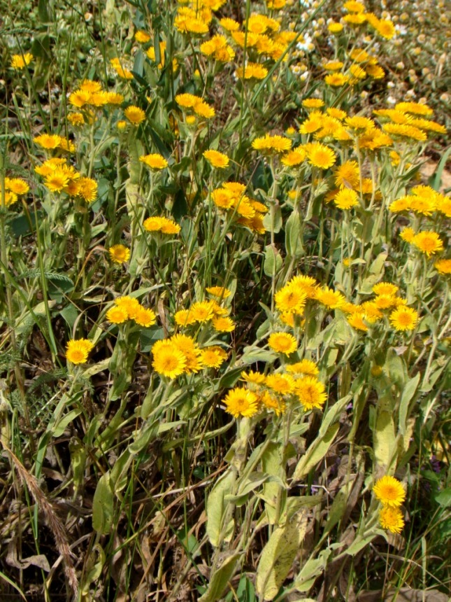 Image of Inula auriculata specimen.