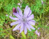 Lactuca sibirica. Соцветие-корзинка. Чукотка, Билибинский р-н, окр. пос. Кепервеем, обочина дороги. 24.07.2018.