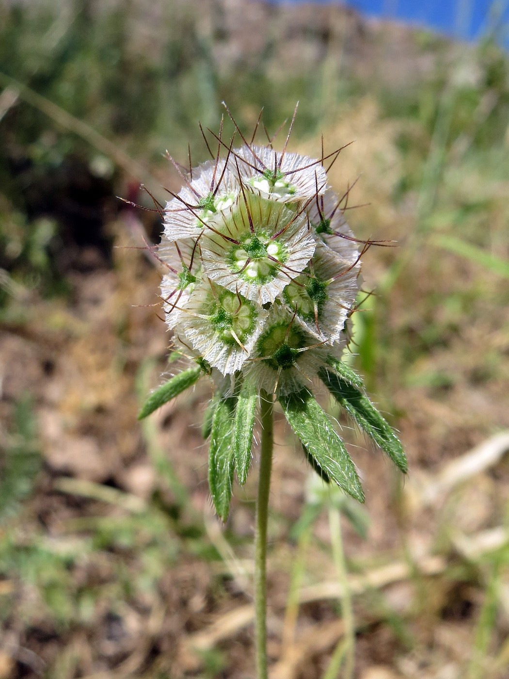 Image of Lomelosia micrantha specimen.