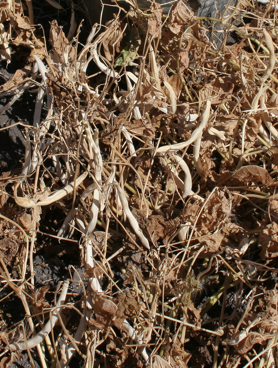 Image of Phaseolus vulgaris specimen.