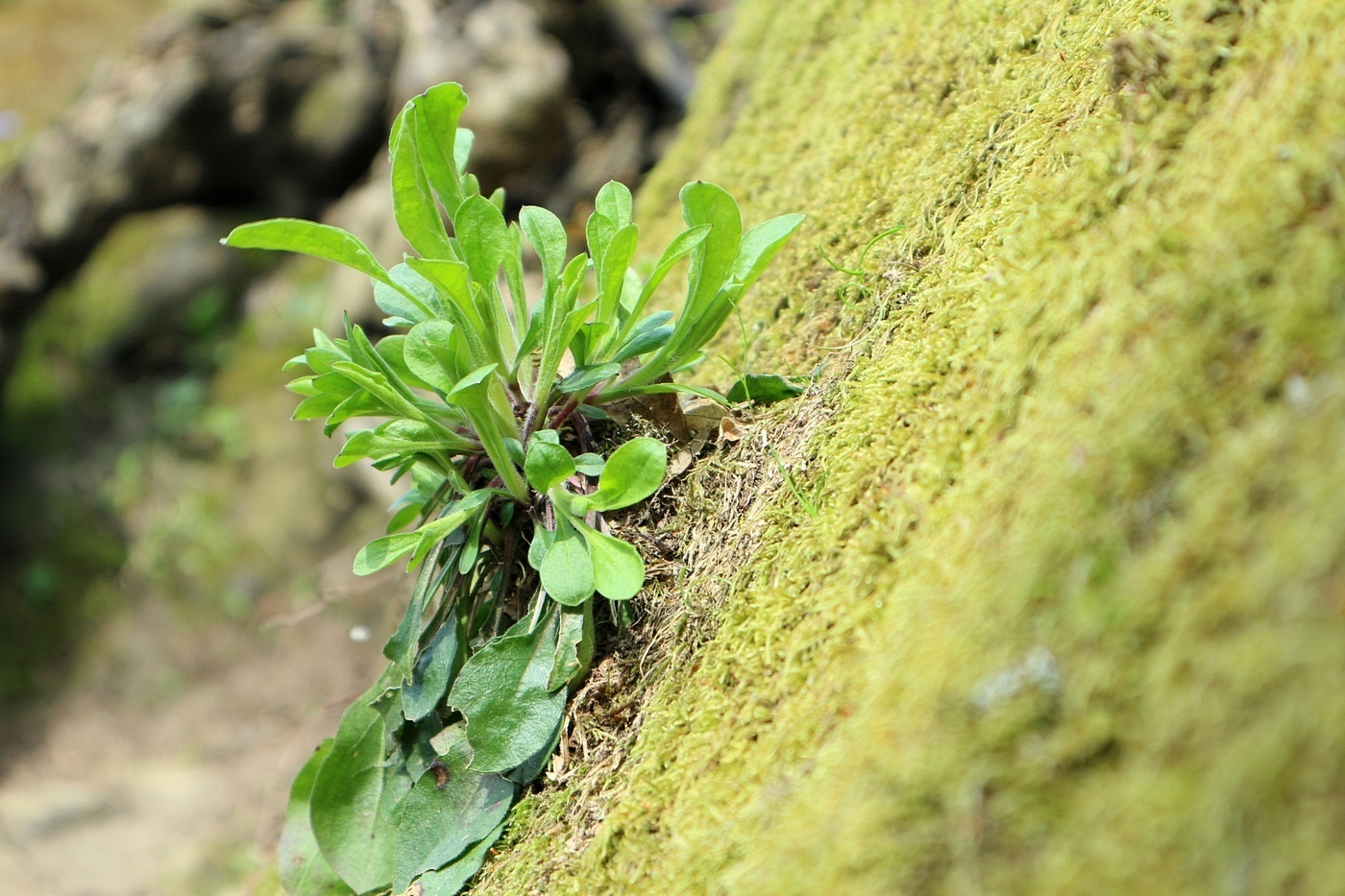 Image of Silene italica specimen.