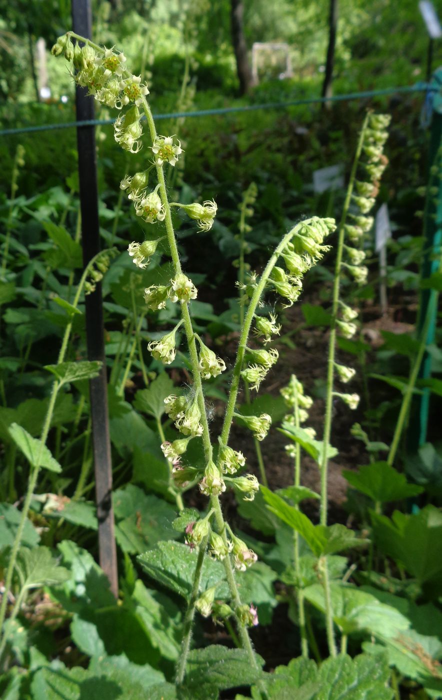 Image of Tellima grandiflora specimen.