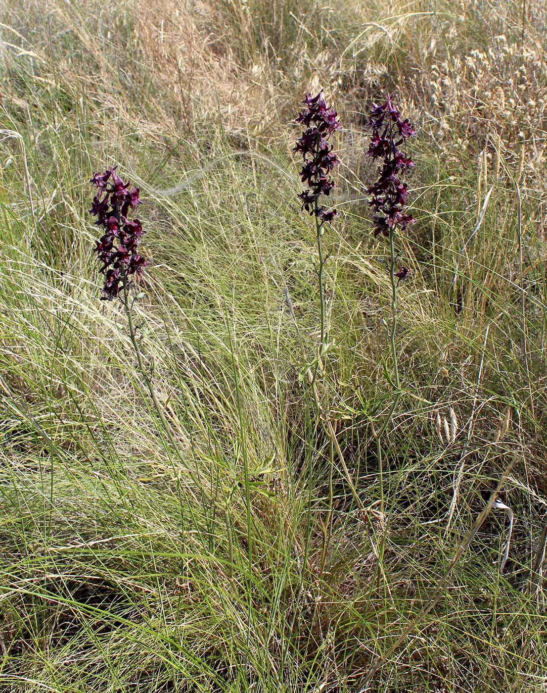 Image of Delphinium puniceum specimen.