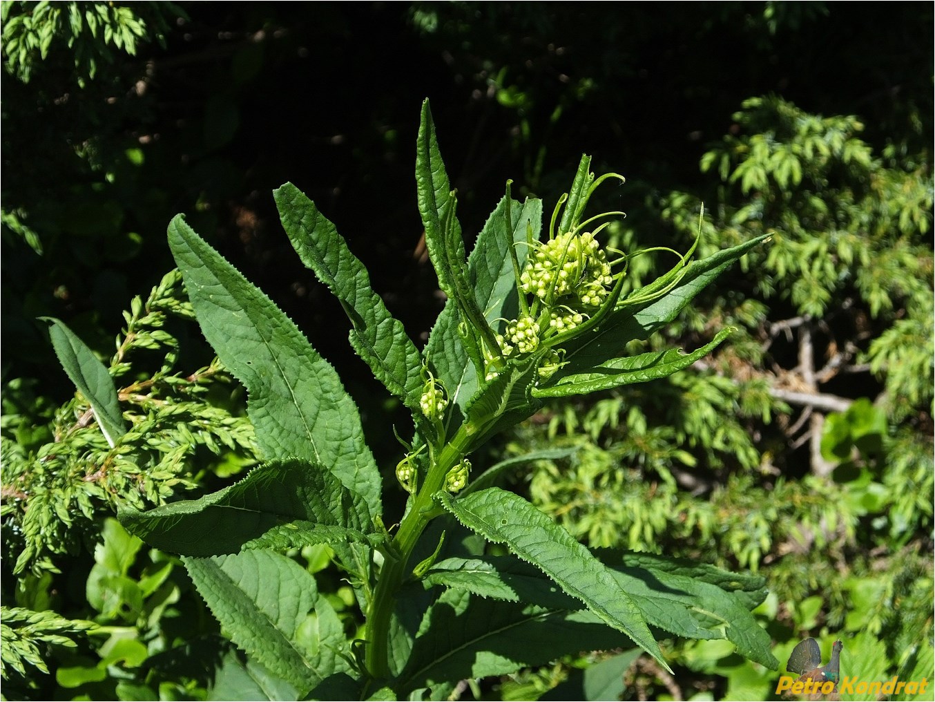 Image of Senecio ovatus specimen.