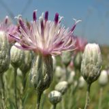 Jurinea stoechadifolia. Соцветие. Украина, Донецкая обл., Старобешевский р-н, окр. пос. Обильное, каменистые обнажения. 11.07.2010.