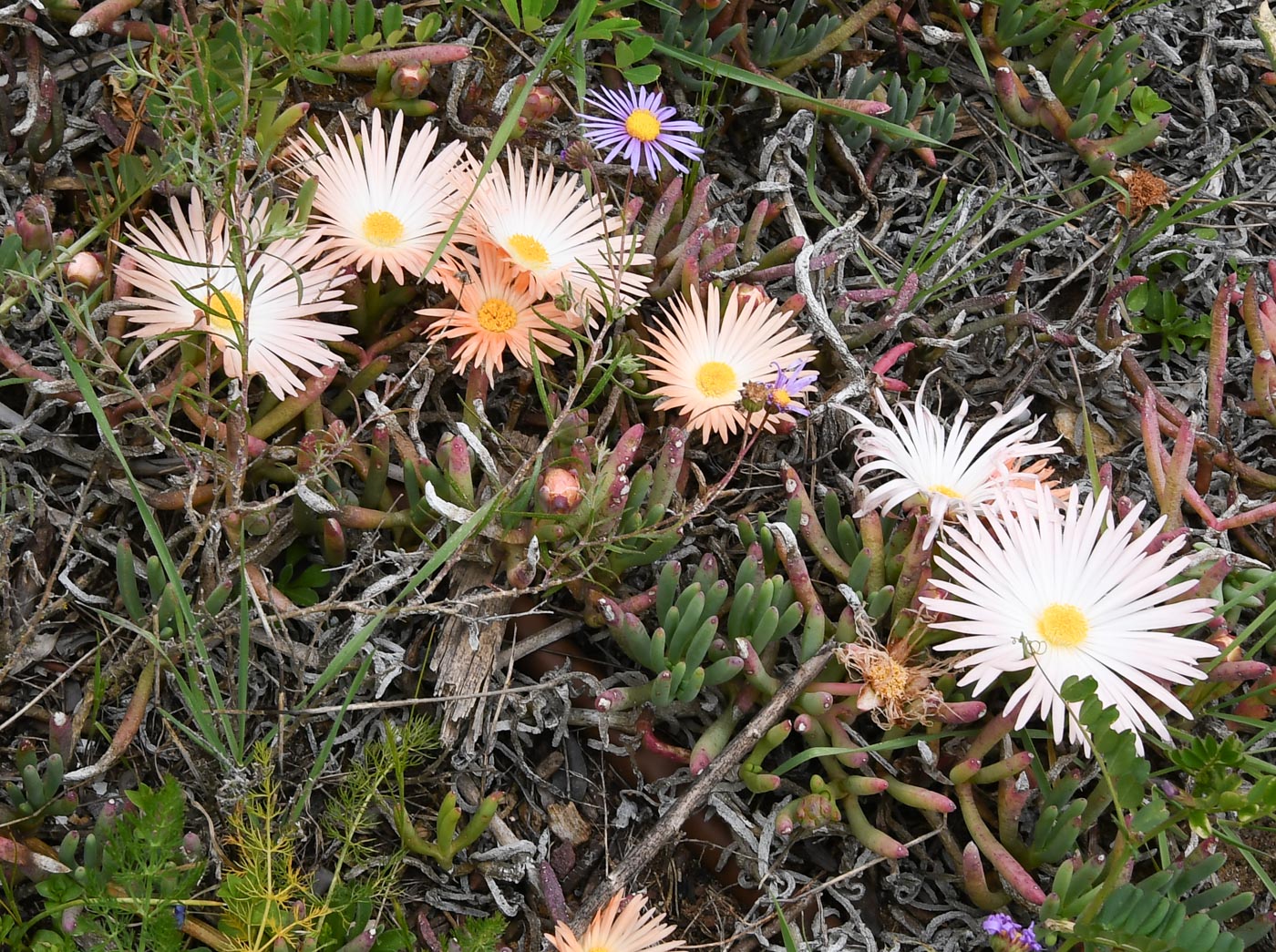 Image of Jordaaniella anemoniflora specimen.