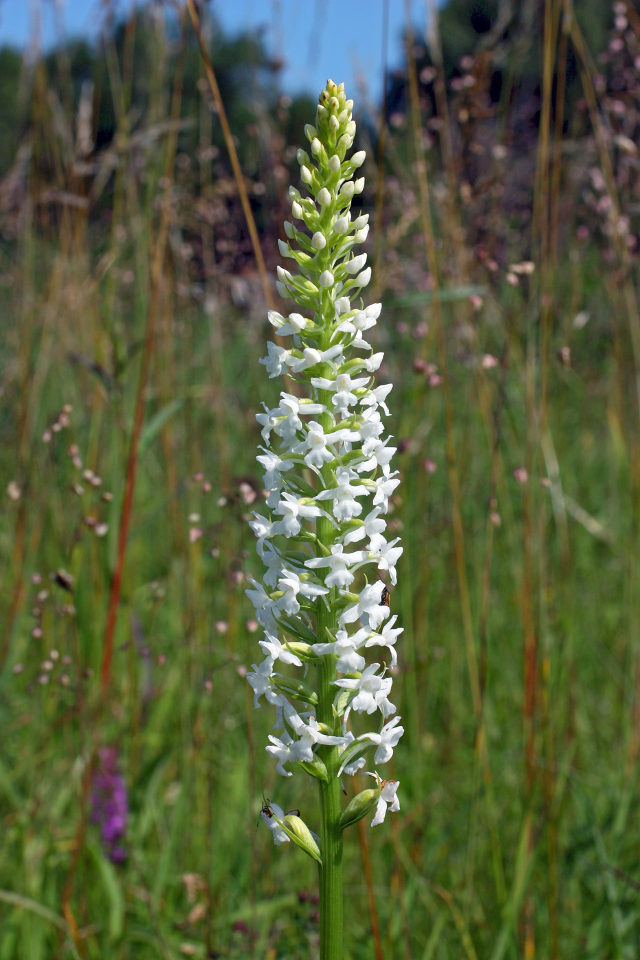 Image of Gymnadenia densiflora specimen.