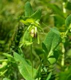 Cerinthe glabra subspecies caucasica. Верхушка побега с соцветием. Карачаево-Черкесия, Карачаевский р-н, окр. пос. Домбай, ущелье р. Аманауз, луг на каменистом склоне. 28.08.2019.