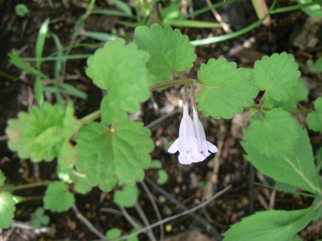 Image of Glechoma longituba specimen.