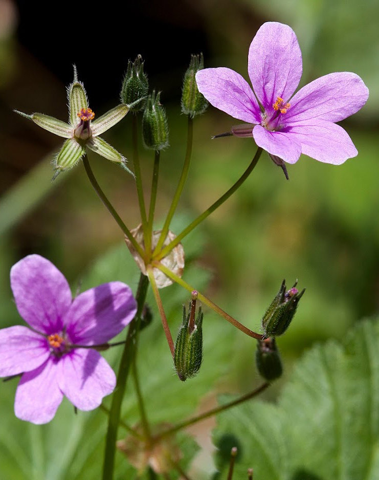 Изображение особи род Erodium.