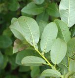 Salix hastata