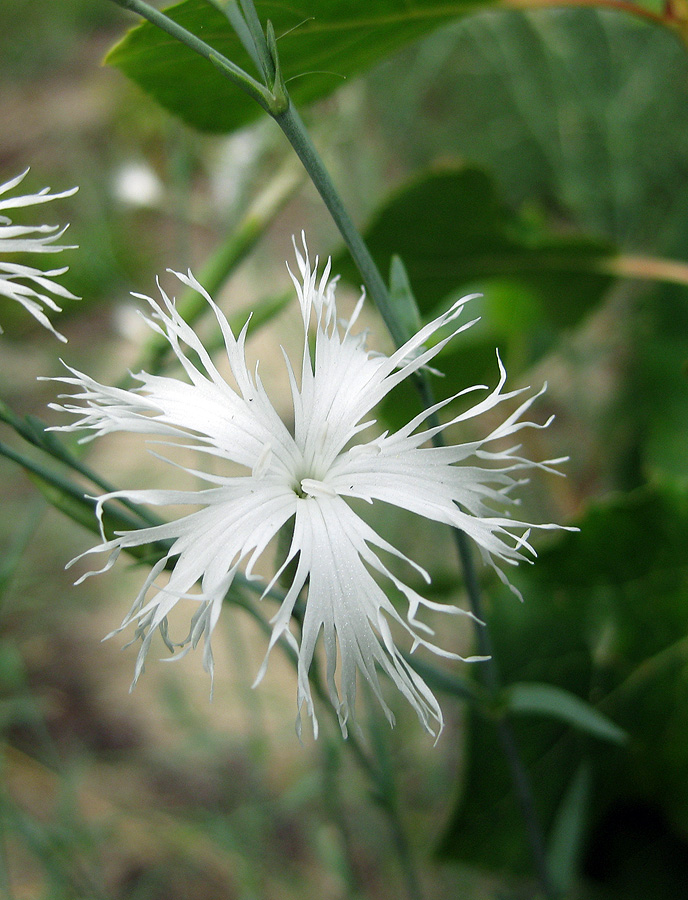 Изображение особи Dianthus pseudosquarrosus.