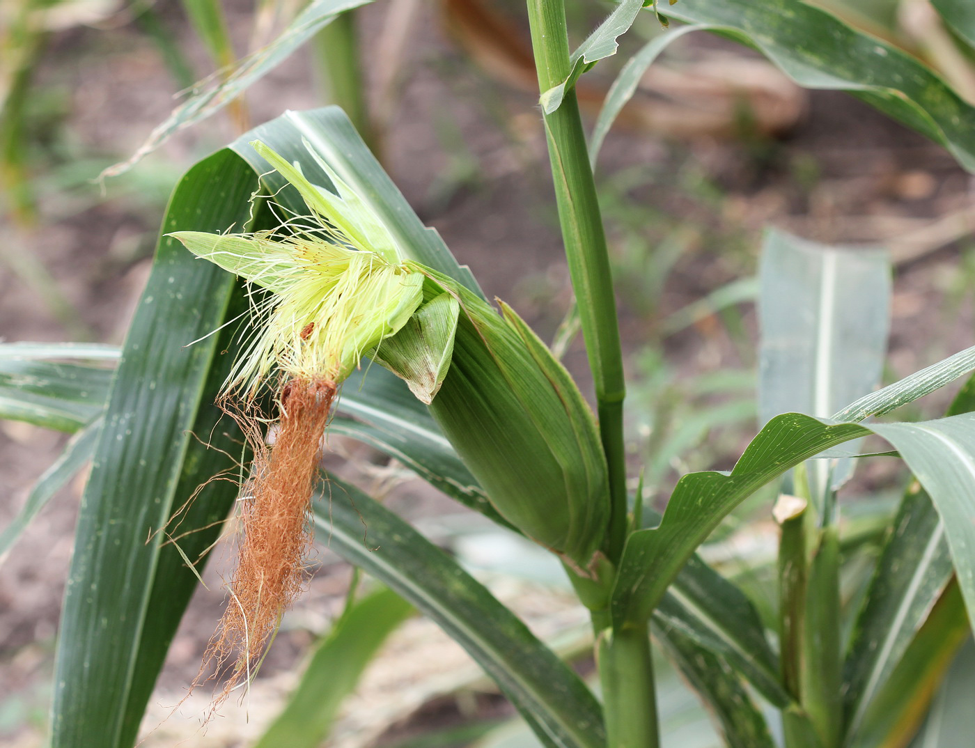 Изображение особи Zea mays.