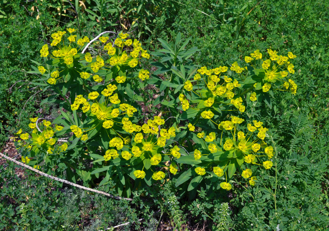 Изображение особи Euphorbia stepposa.