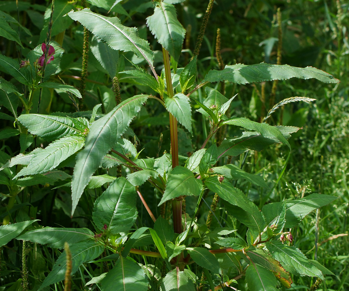 Image of Impatiens glandulifera specimen.