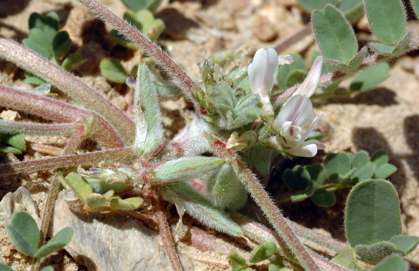 Изображение особи Astragalus ammophilus.