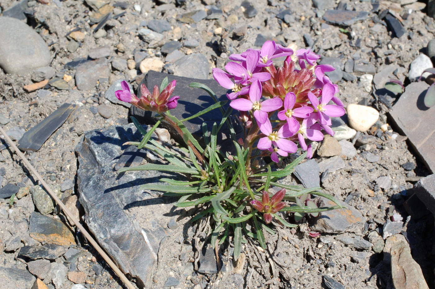 Изображение особи Erysimum pallasii.