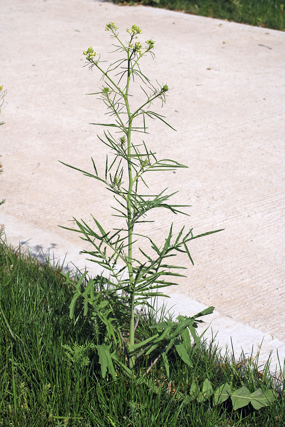 Image of Sisymbrium altissimum specimen.