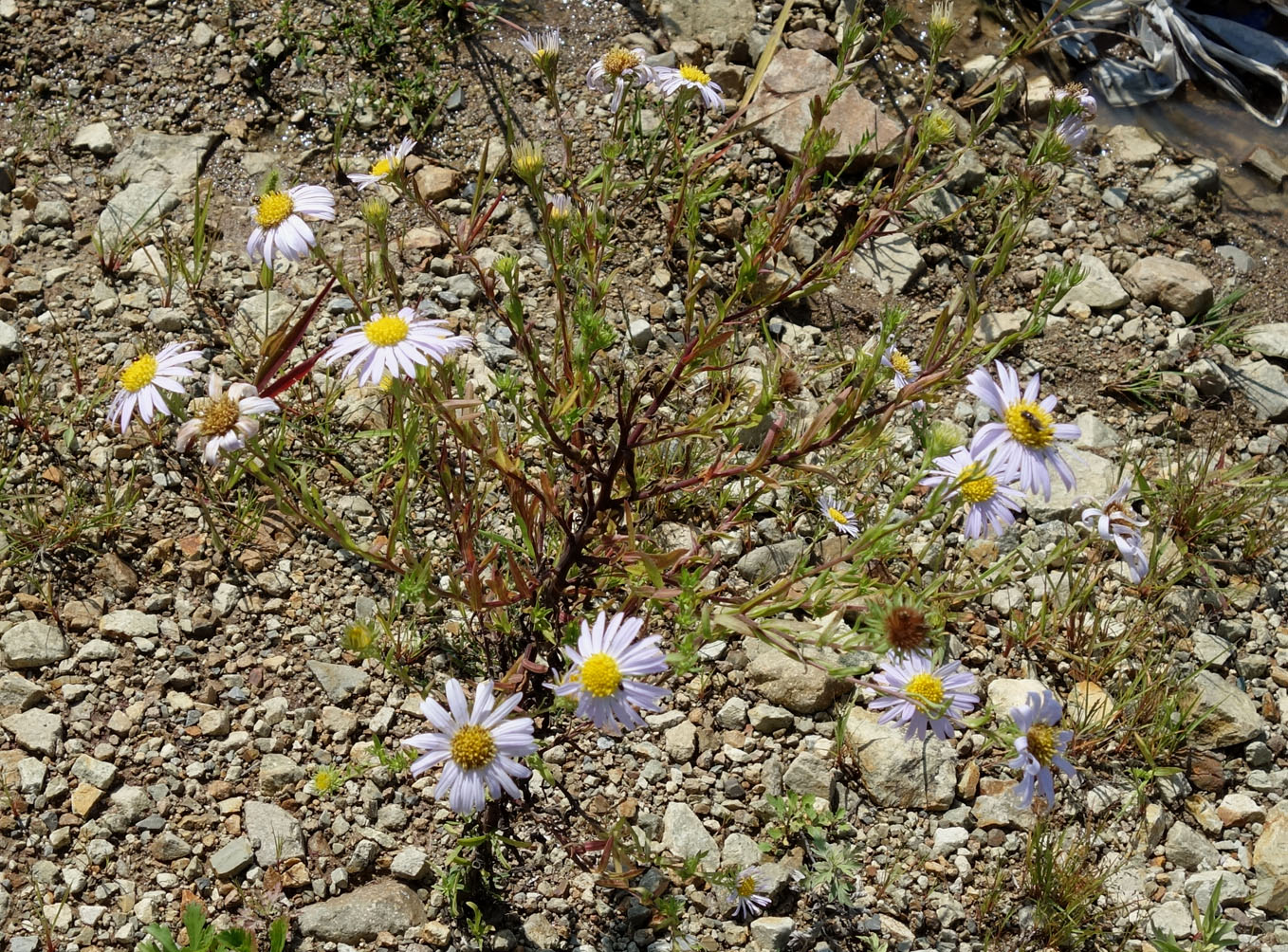 Image of genus Heteropappus specimen.