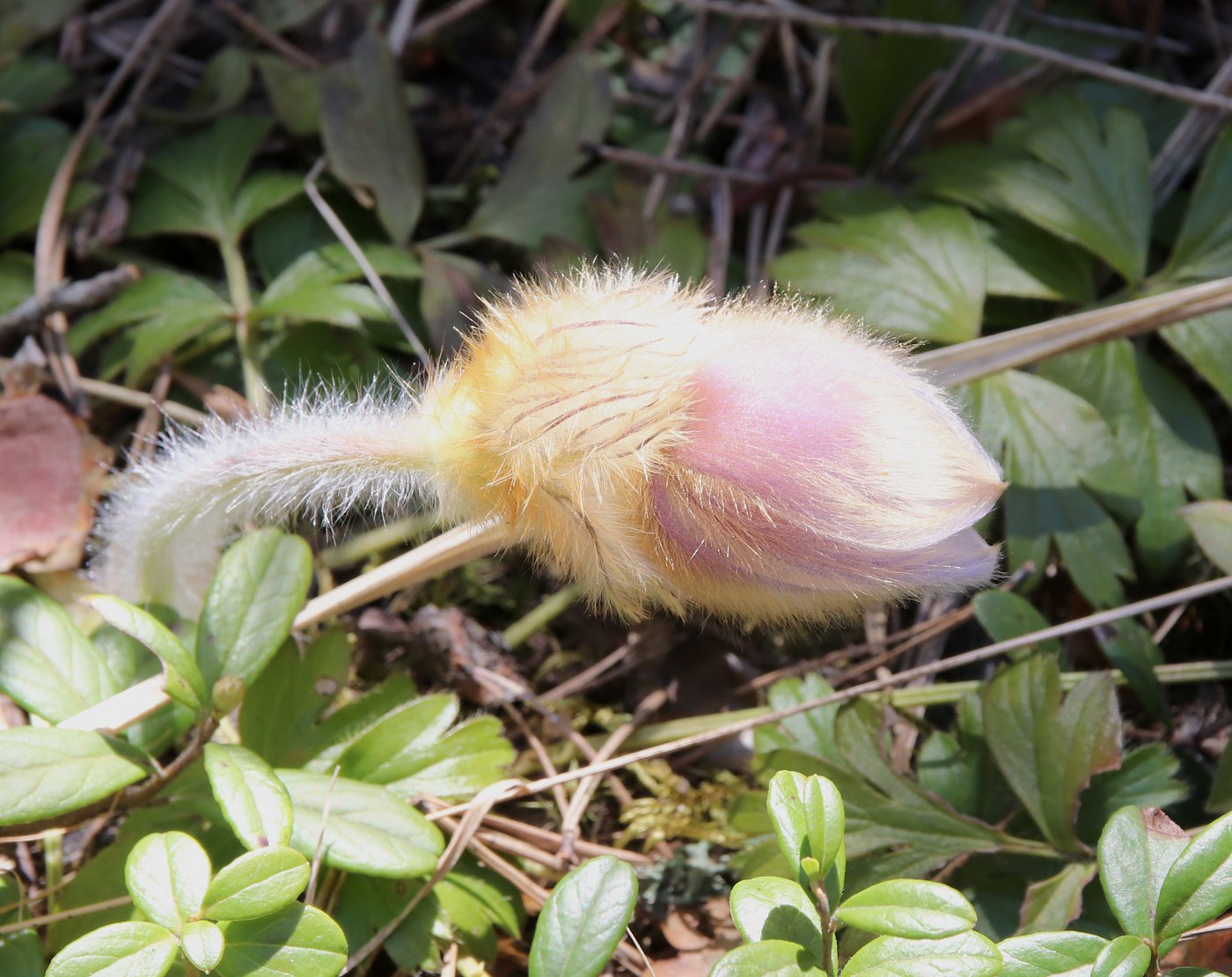 Изображение особи Pulsatilla vernalis.