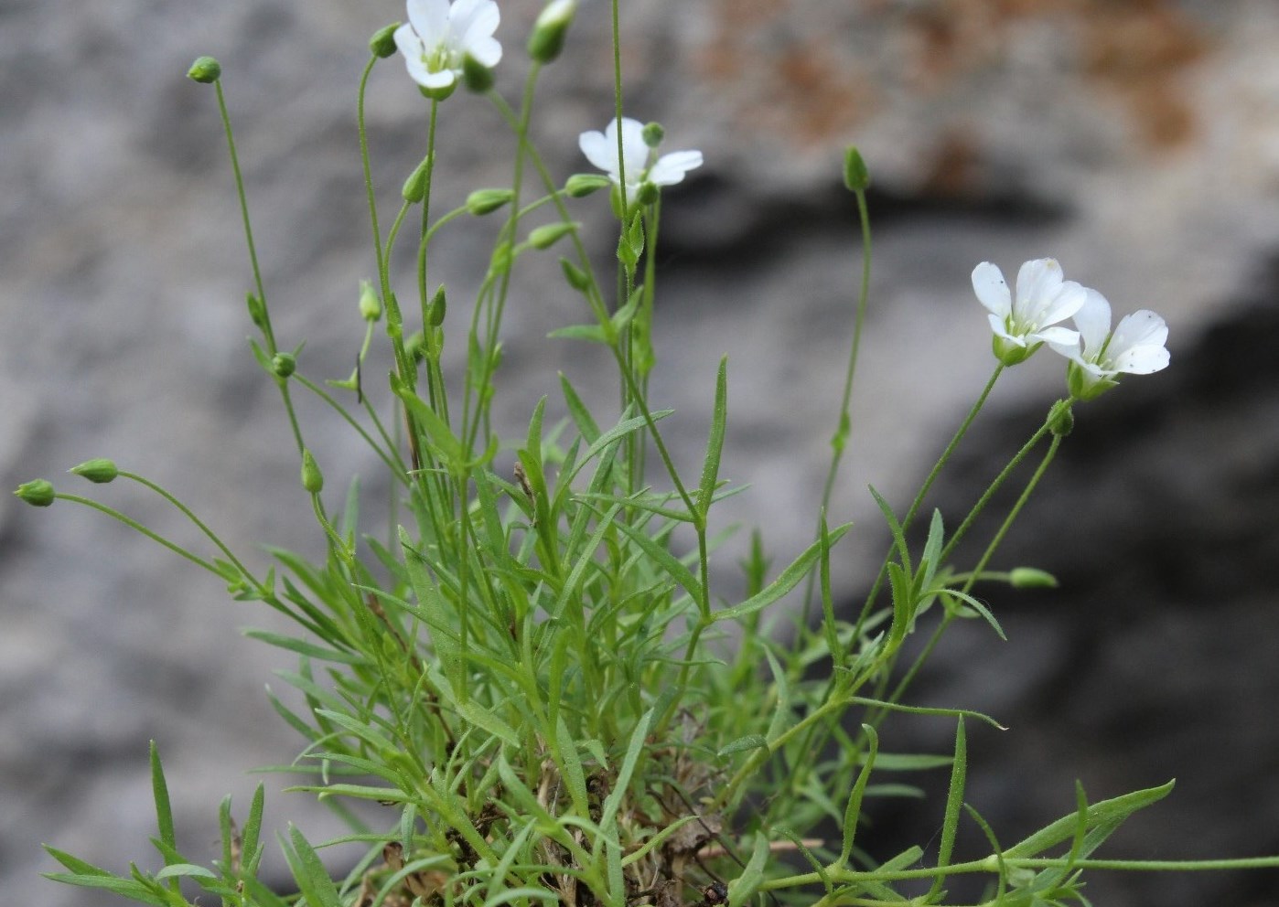 Image of Minuartia helmii specimen.