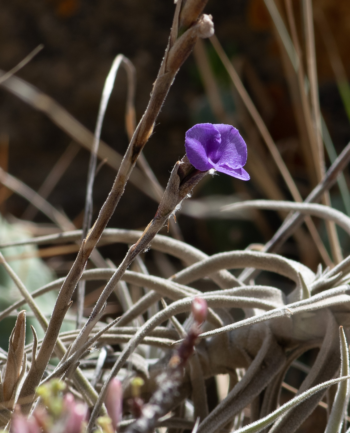 Изображение особи Tillandsia recurvata.