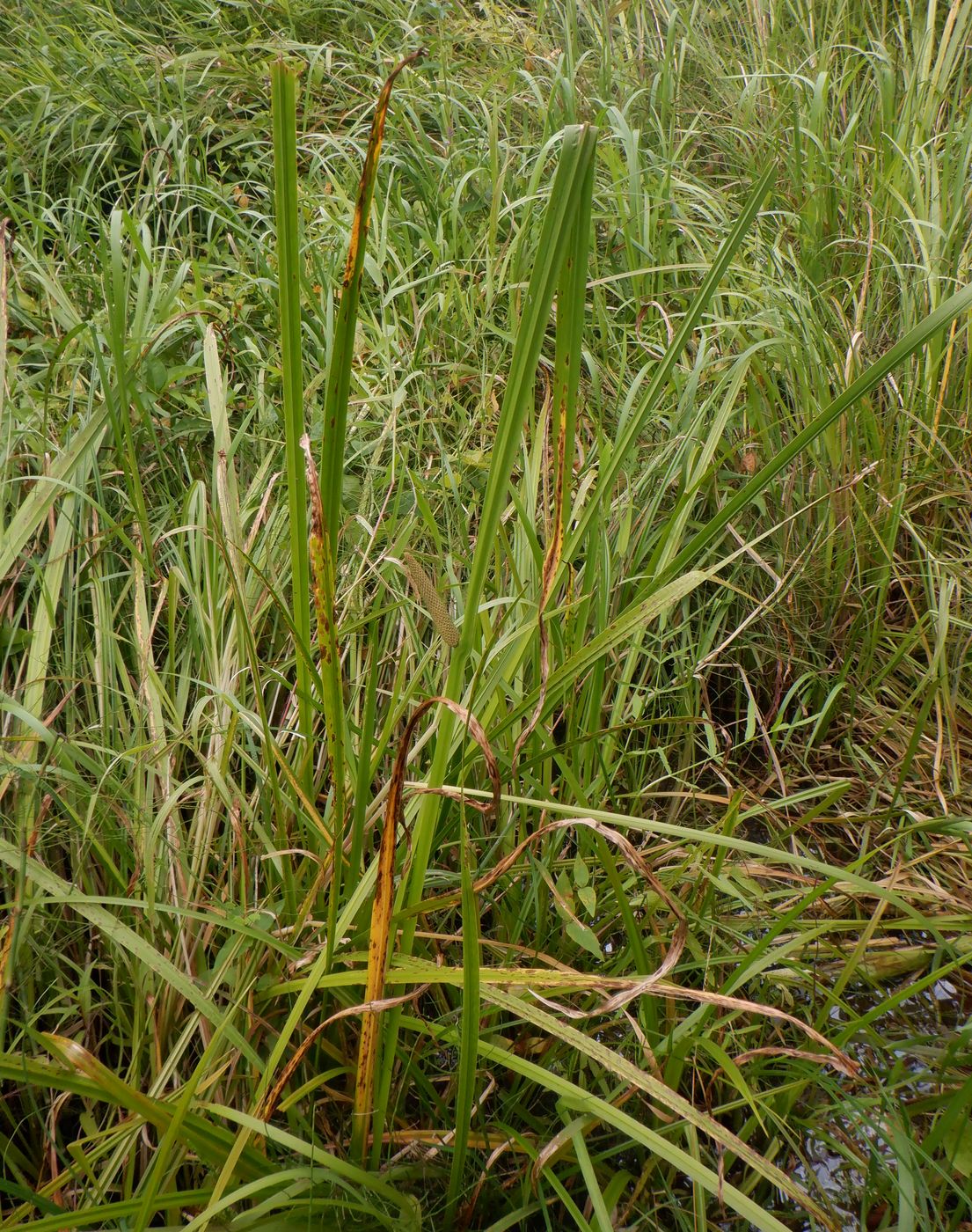 Image of Acorus calamus specimen.