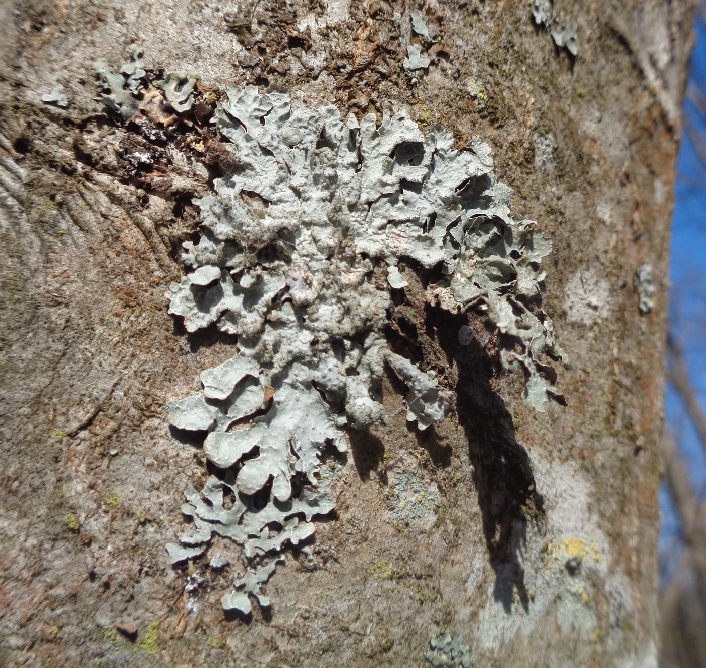 Image of Parmelia sulcata specimen.