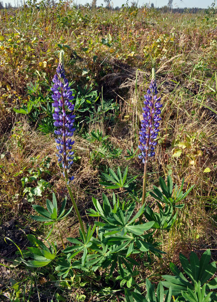 Изображение особи Lupinus polyphyllus.