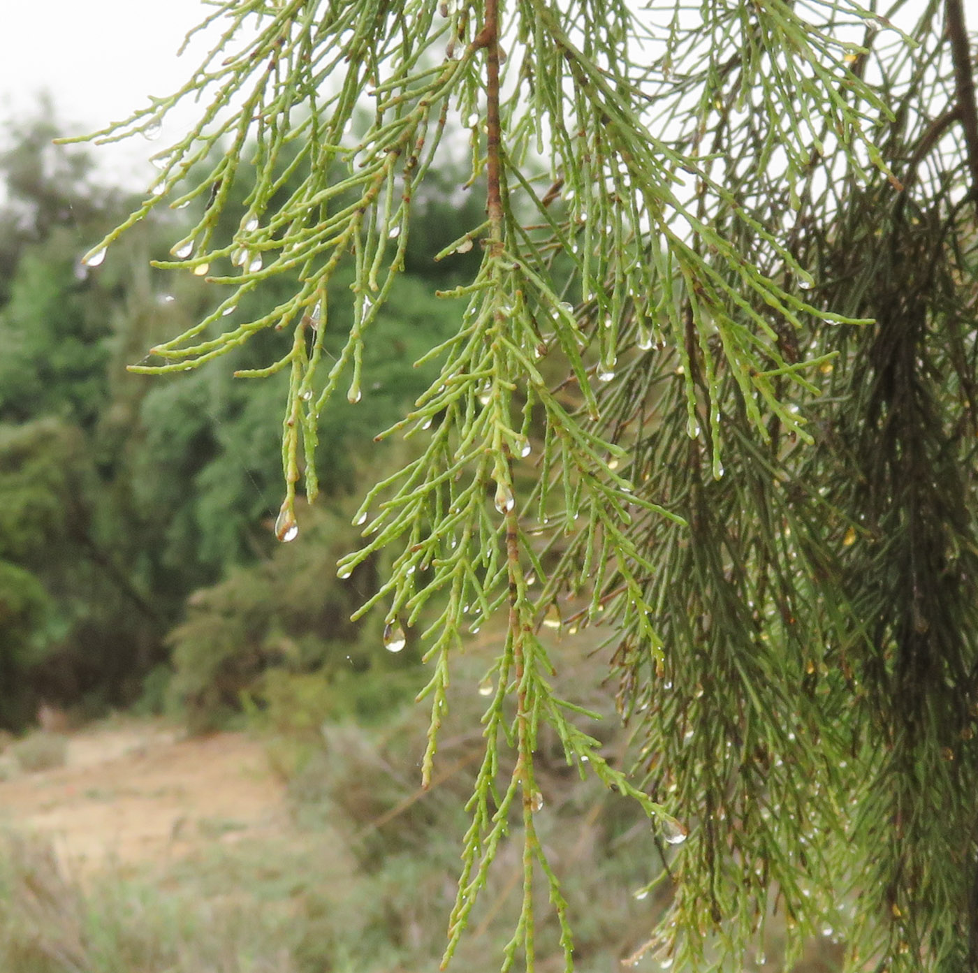 Image of Tamarix usneoides specimen.