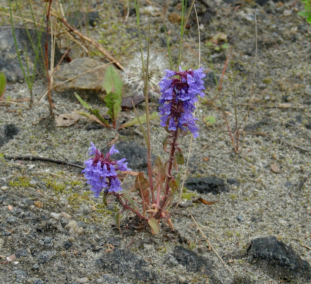 Изображение особи Dracocephalum nutans.