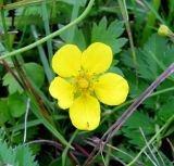 Potentilla anserina. Отцветающий цветок. Украина, Волынская обл., Ратновский р-н, юго-западные окрестности с. Окачево, левый берег р. Припять, луг. 29 июля 2010 г.