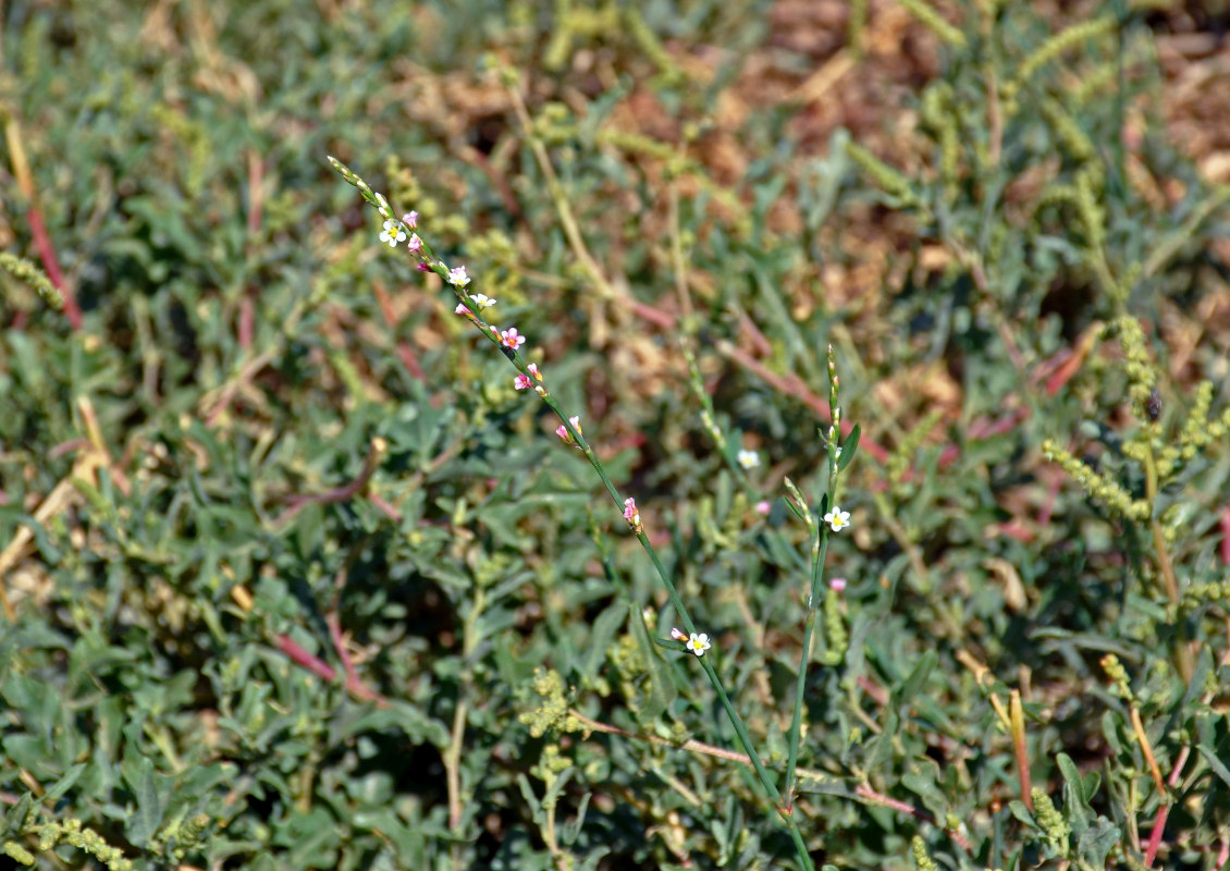 Image of Polygonum pulchellum specimen.