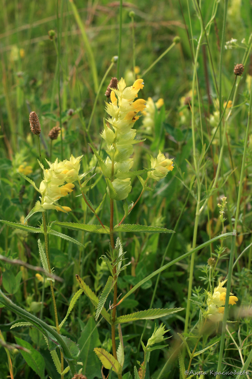 Image of Rhinanthus vernalis specimen.