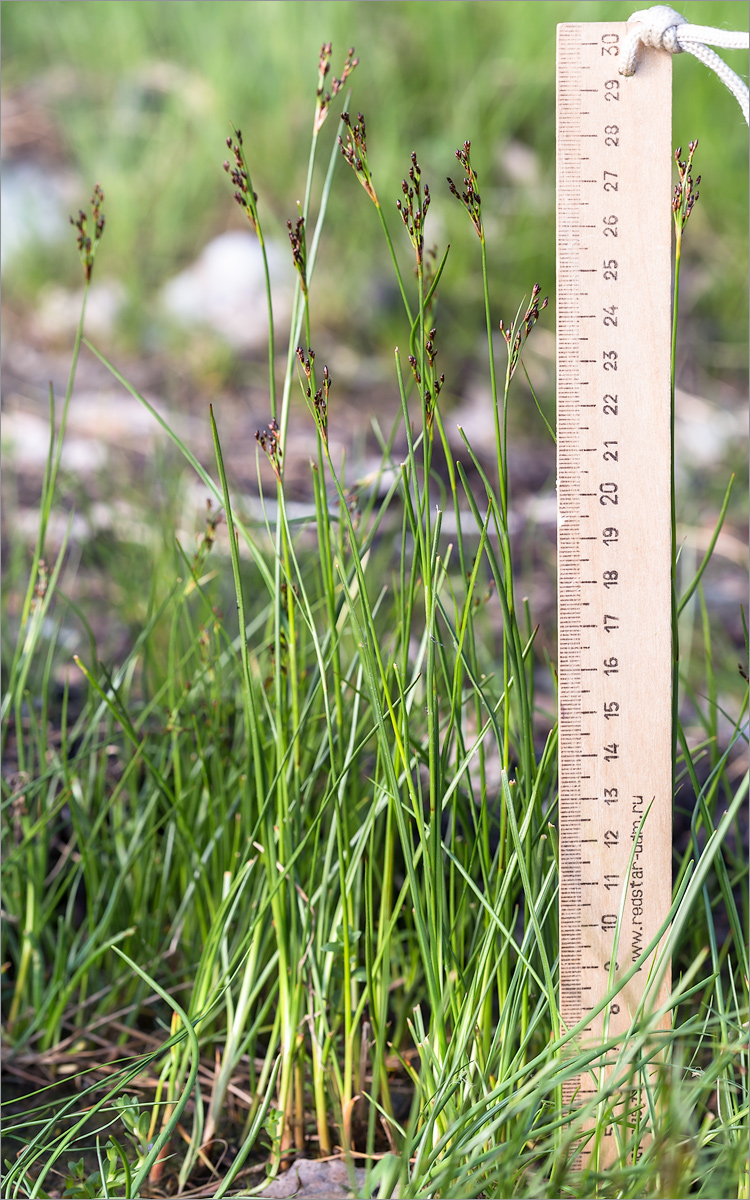 Image of genus Juncus specimen.